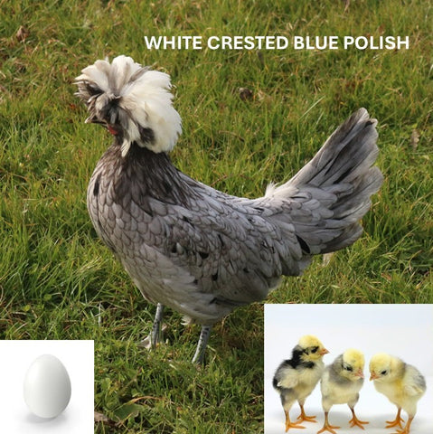 White Crested Blue Polish (Chick/Female/Pullet)