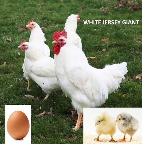 White Jersey Giant (Chick/Female/Pullet)