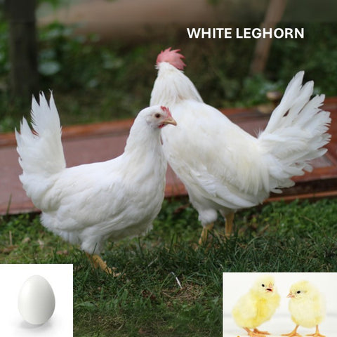 White Leghorn (Chick/Female/Pullet)