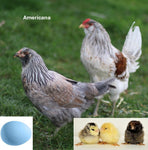 Americana (Chick/Female/Pullet)