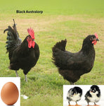 Black Australorp (Chick/Female/Pullet)